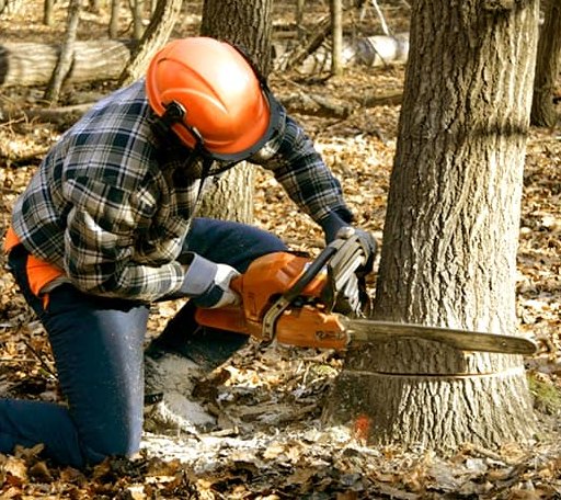 Tree Removal in Shell Lake, WI